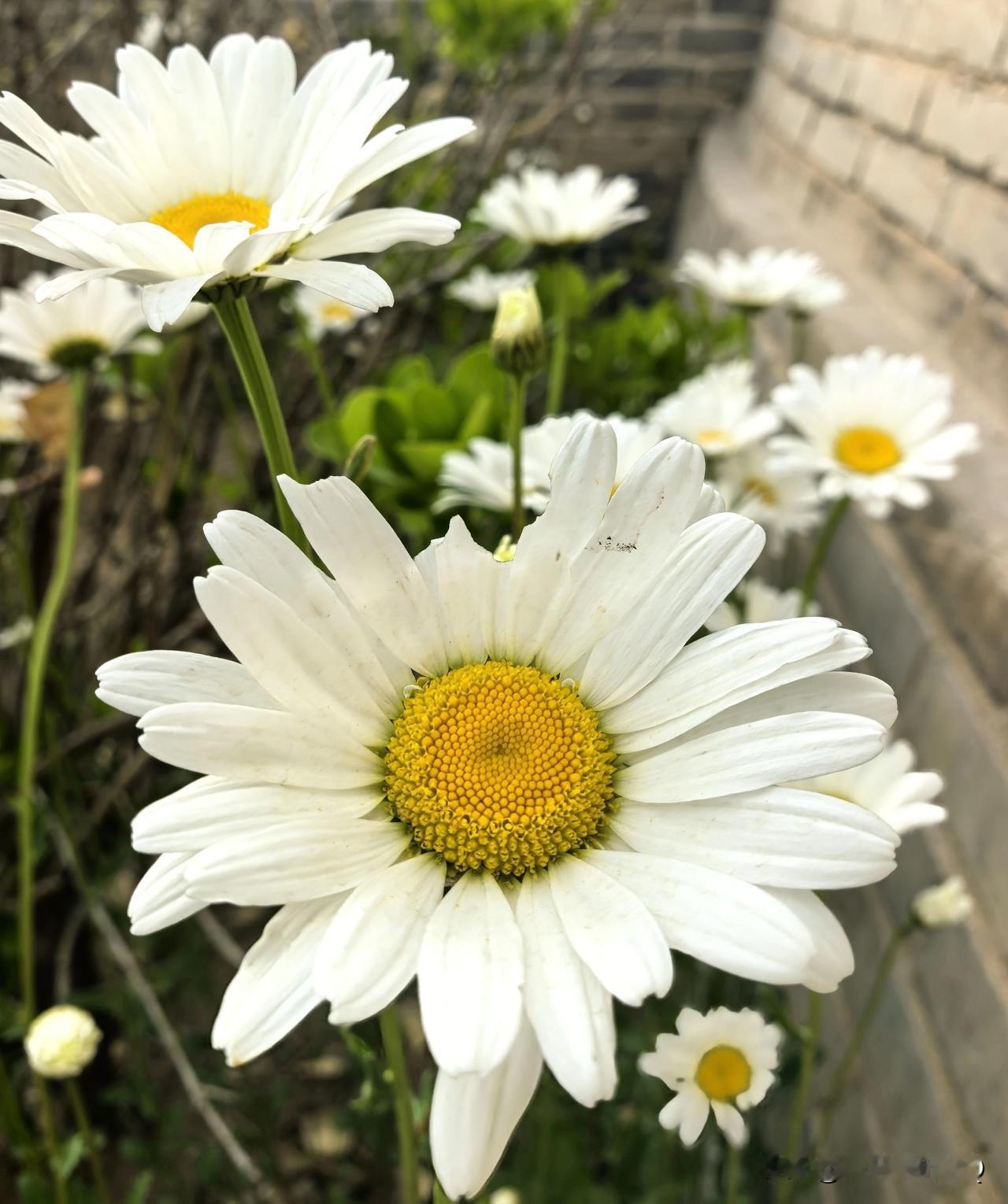 [玫瑰][玫瑰]春风落幕，夏日登场。万物热烈生长，告别温柔暮春，愿往后日子，风暖