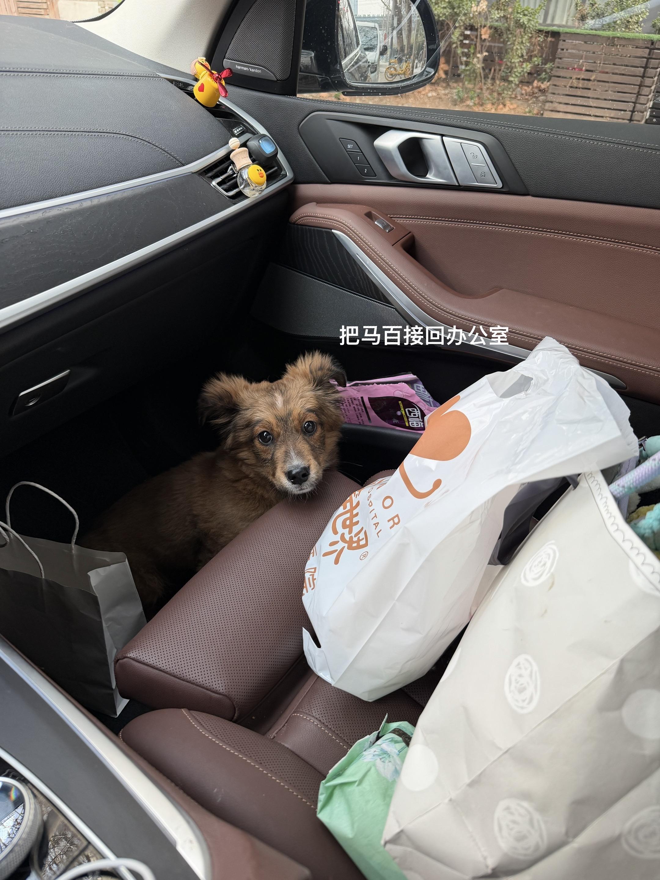 小狗难养，但有乐趣。