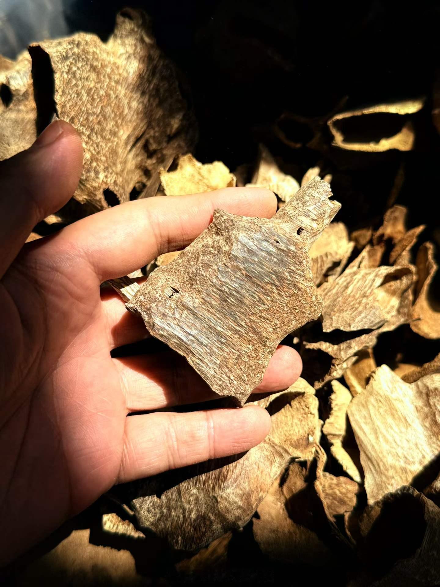 越南河静·沉香壳子树种：蜜香树（Aquilaria crassna）。河静地处越