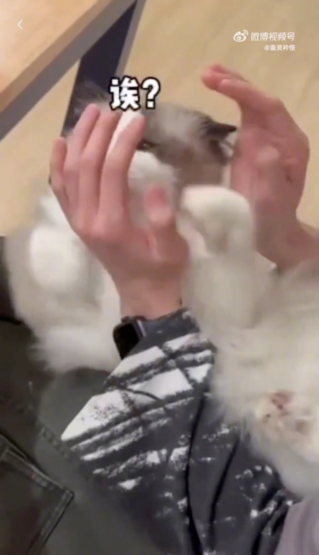 左航高会更新左航高会更新视频，可爱的BGM配上左航的猫猫厚米，简直可爱翻倍！左航
