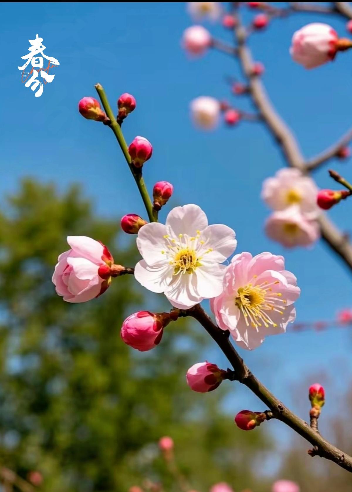 🌱🤚春天美景
