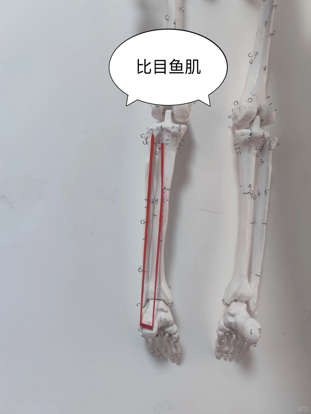 比目鱼肌
