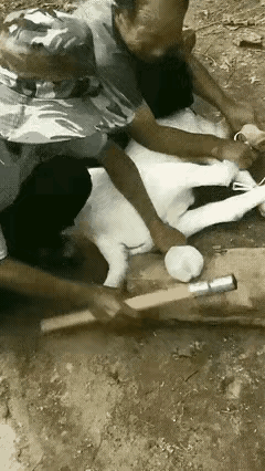 公羊悲催了，人其实对动物挺残忍的，不采取任何措施直接下手。