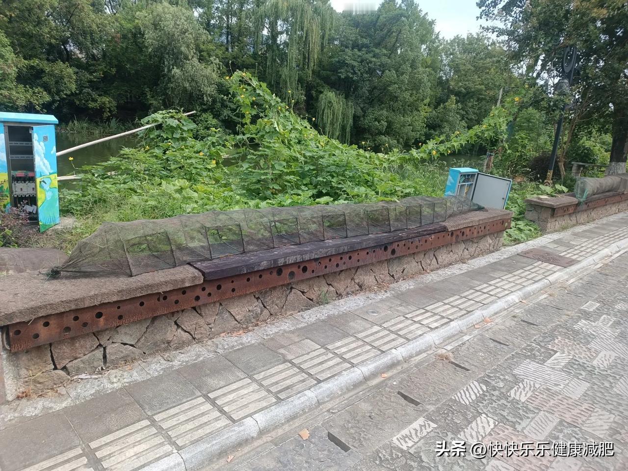 夏日生活打卡季捕鱼的网，不常见了[大笑][大笑][大笑]