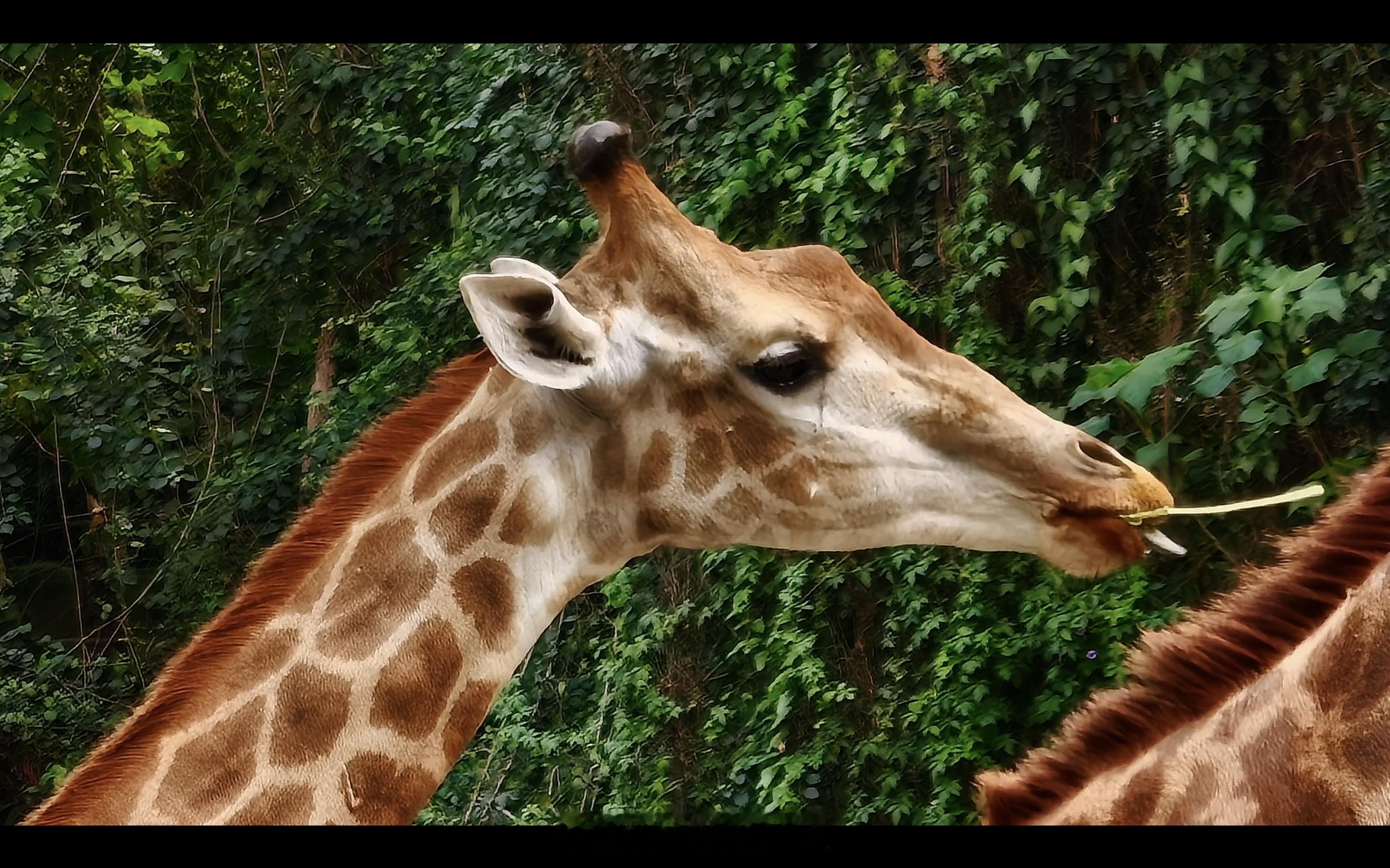 华为Pura90ProMax搭载2亿像素长焦 看了华子最新长焦预热视频，开始期待