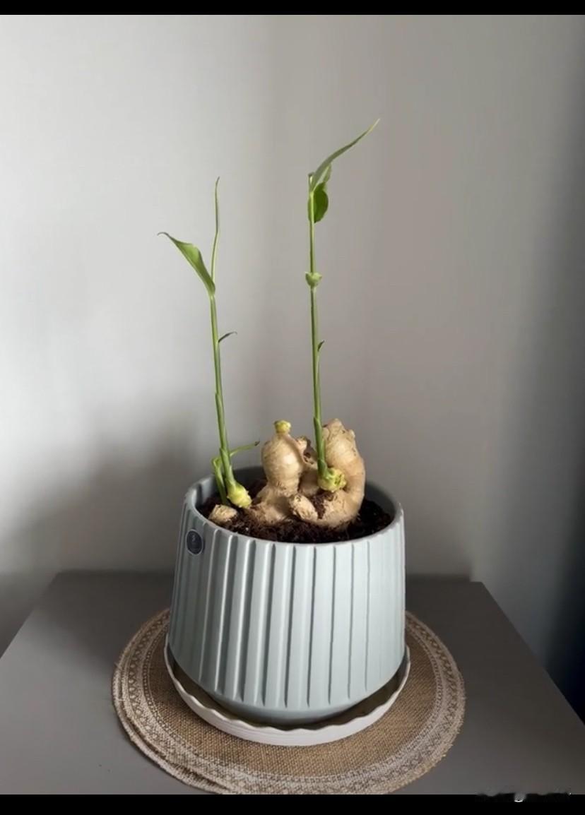我默认儿子不认识生姜，没有提前叮嘱他，他第一次看到发芽的禄根就问我，这是什么？我