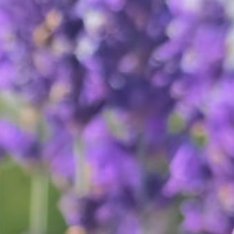 薰衣草的种植方法一、选择合适的品种：薰衣草品种众多，如羽叶薰衣草、法国薰衣草等，