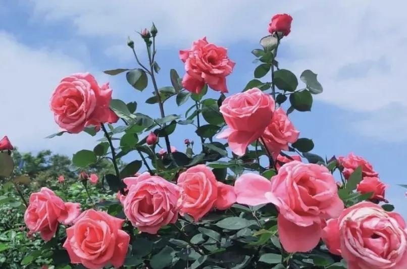 【不必为了一段感情放低姿态，不用靠委曲求全留住人心，真正的爱，从不是单方面的付出