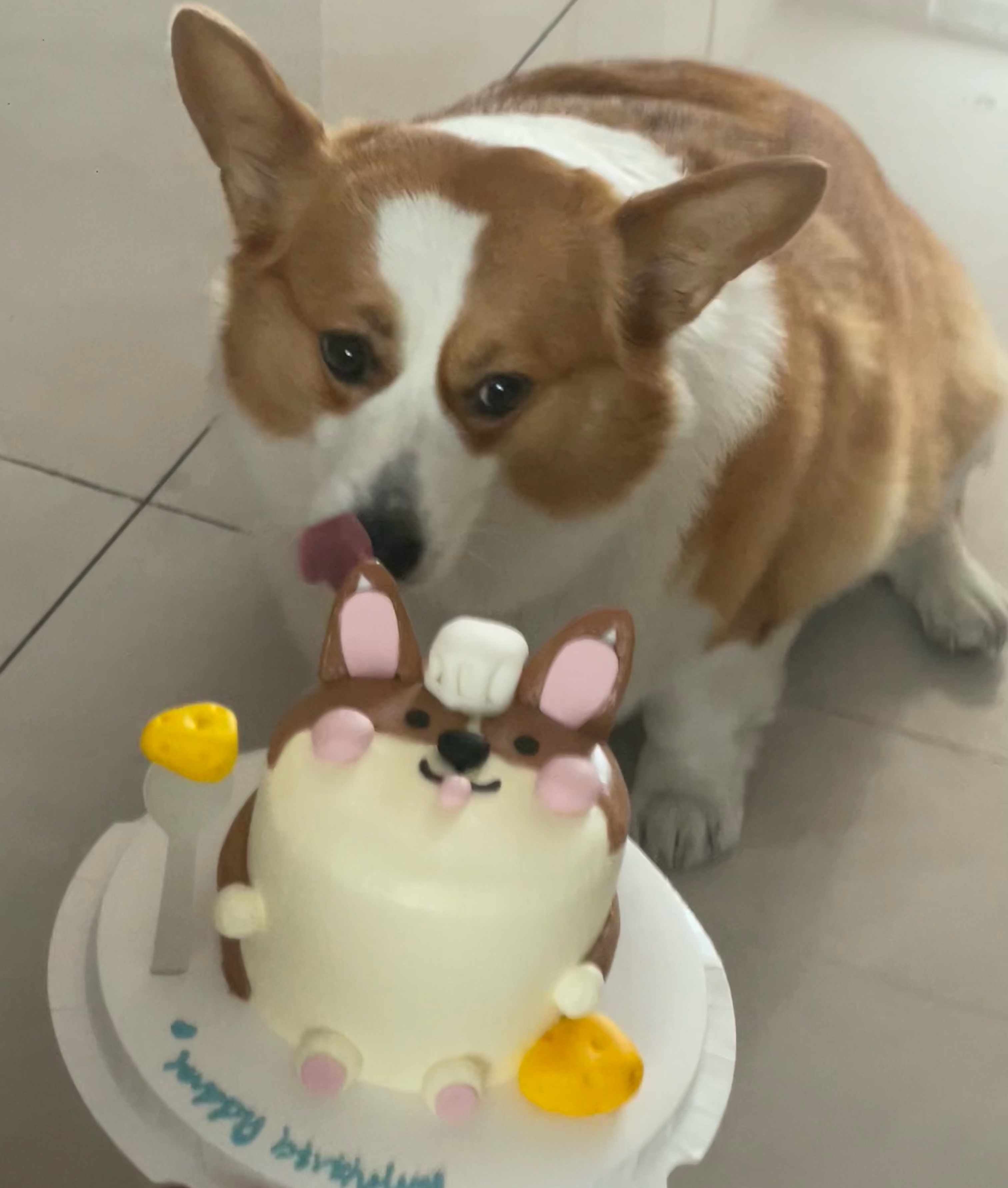 给小柯基补过她的4岁生日～ 