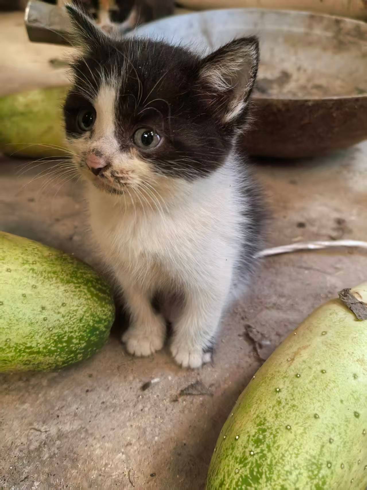 奶牛猫变成小花猫了 