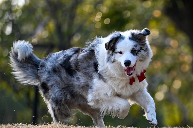 笑不活了！边牧凌晨狂下1010单灯笼，主人回应太暖心，全网笑喷
 
你家宠物闯过