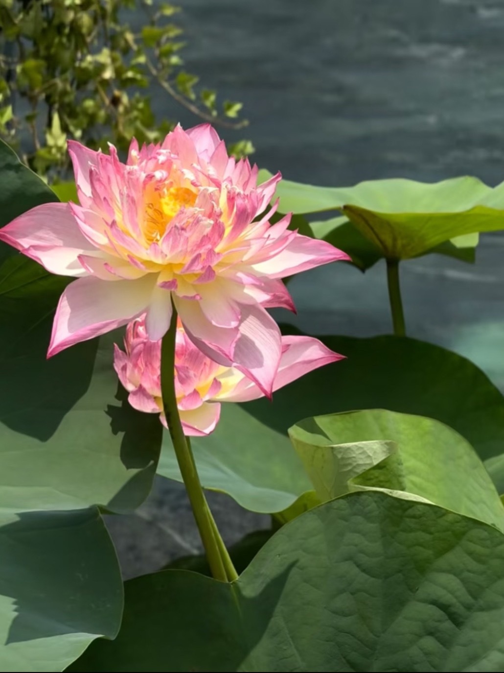 花开富贵时 