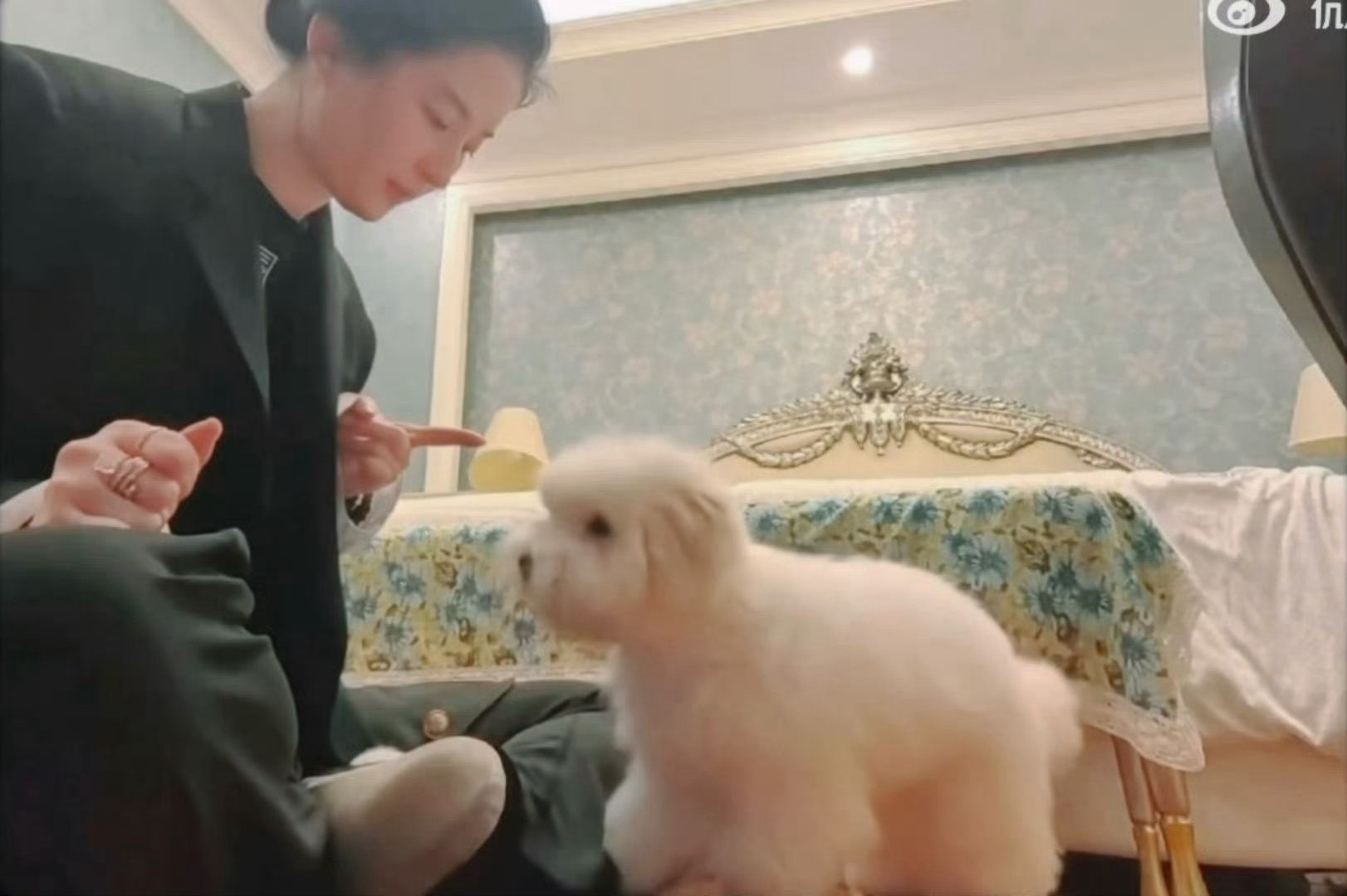 被刘亦菲偏爱是什么体验被刘亦菲偏爱是什么体验，好狗狗！好狗狗！刘亦菲这里也有个狗