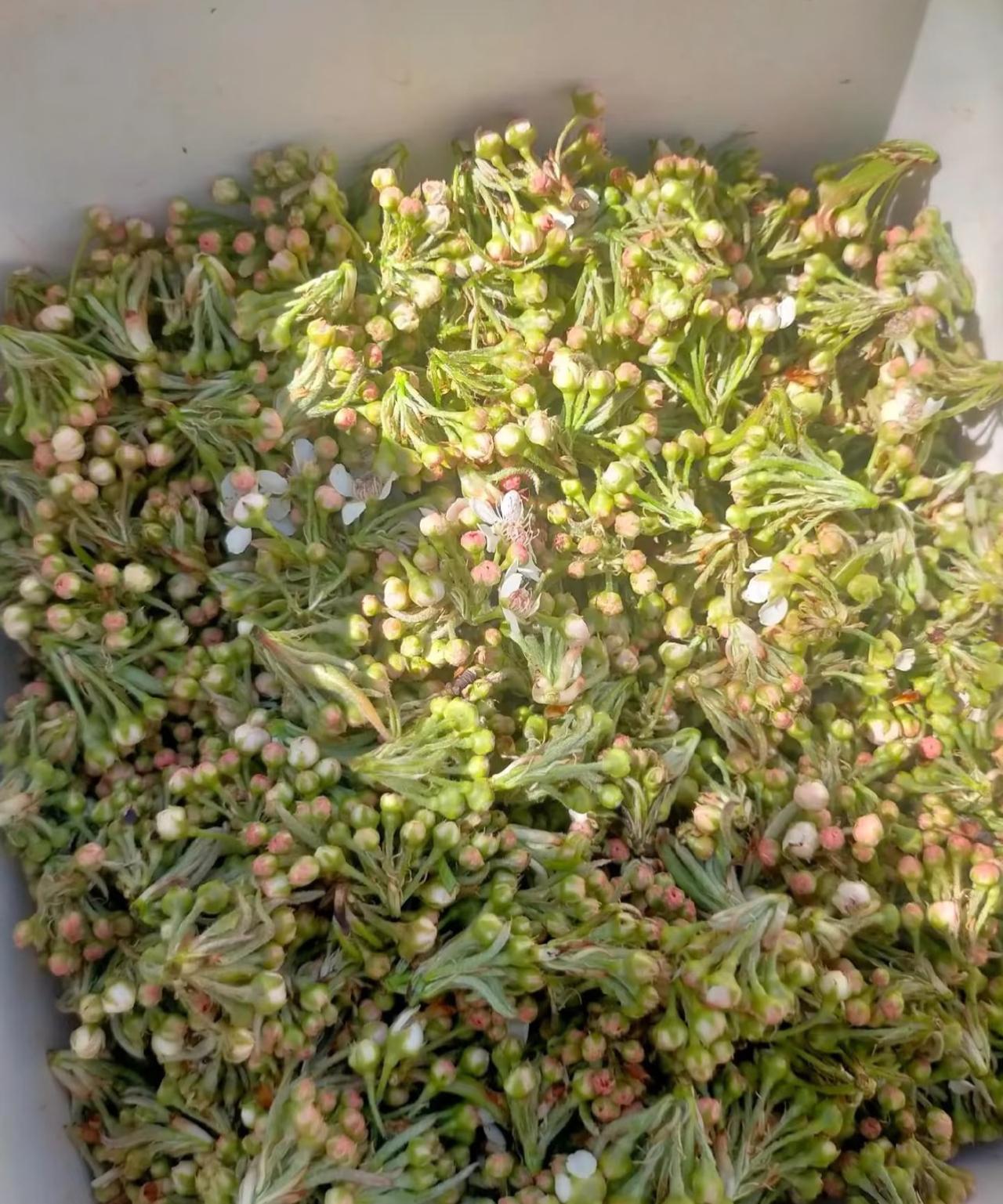 网上买的棠梨花到了！
晚上看看网上的棠梨花做菜教程，
看看应该怎么吃？
之前也有