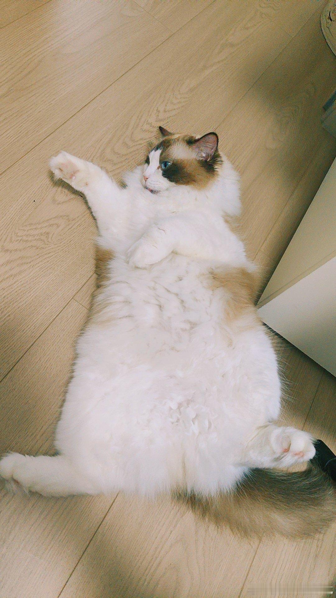 生活手记 谁懂这只猫现在才8斤多 ​​​
