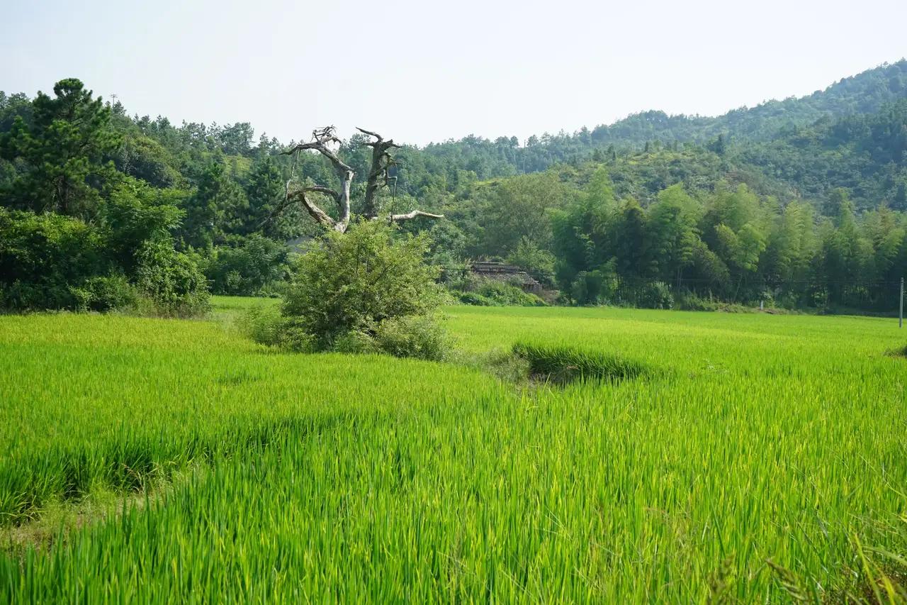 晒晒你的原创摄影作品