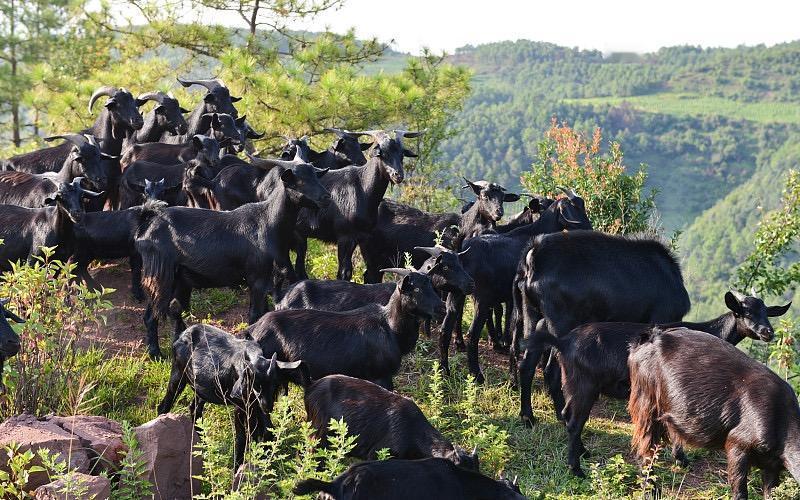 给你2026年新手养黑山羊的接地气干货，好懂、好做、少亏：
先定心态：别想一夜暴