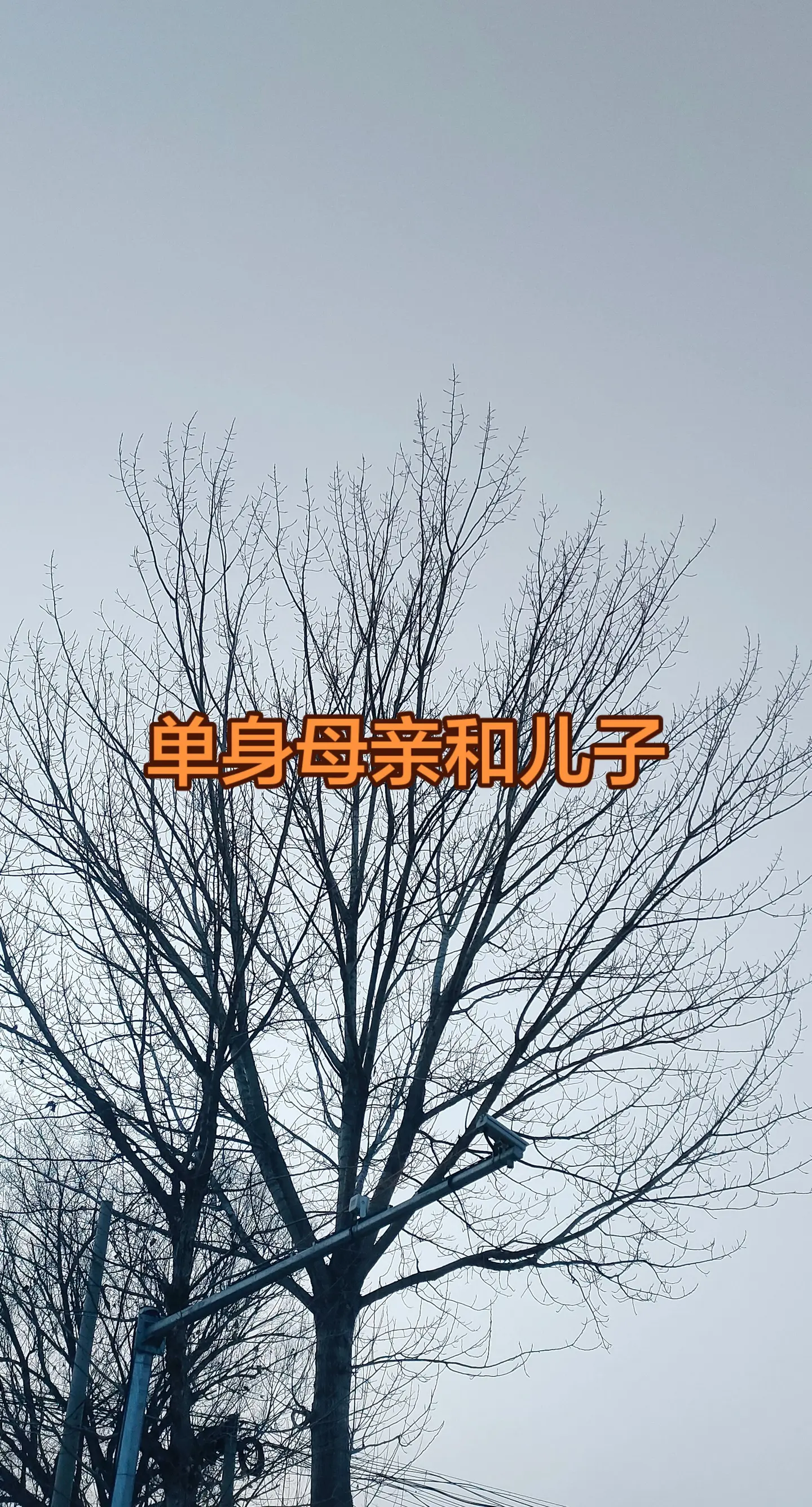 最孤独的树