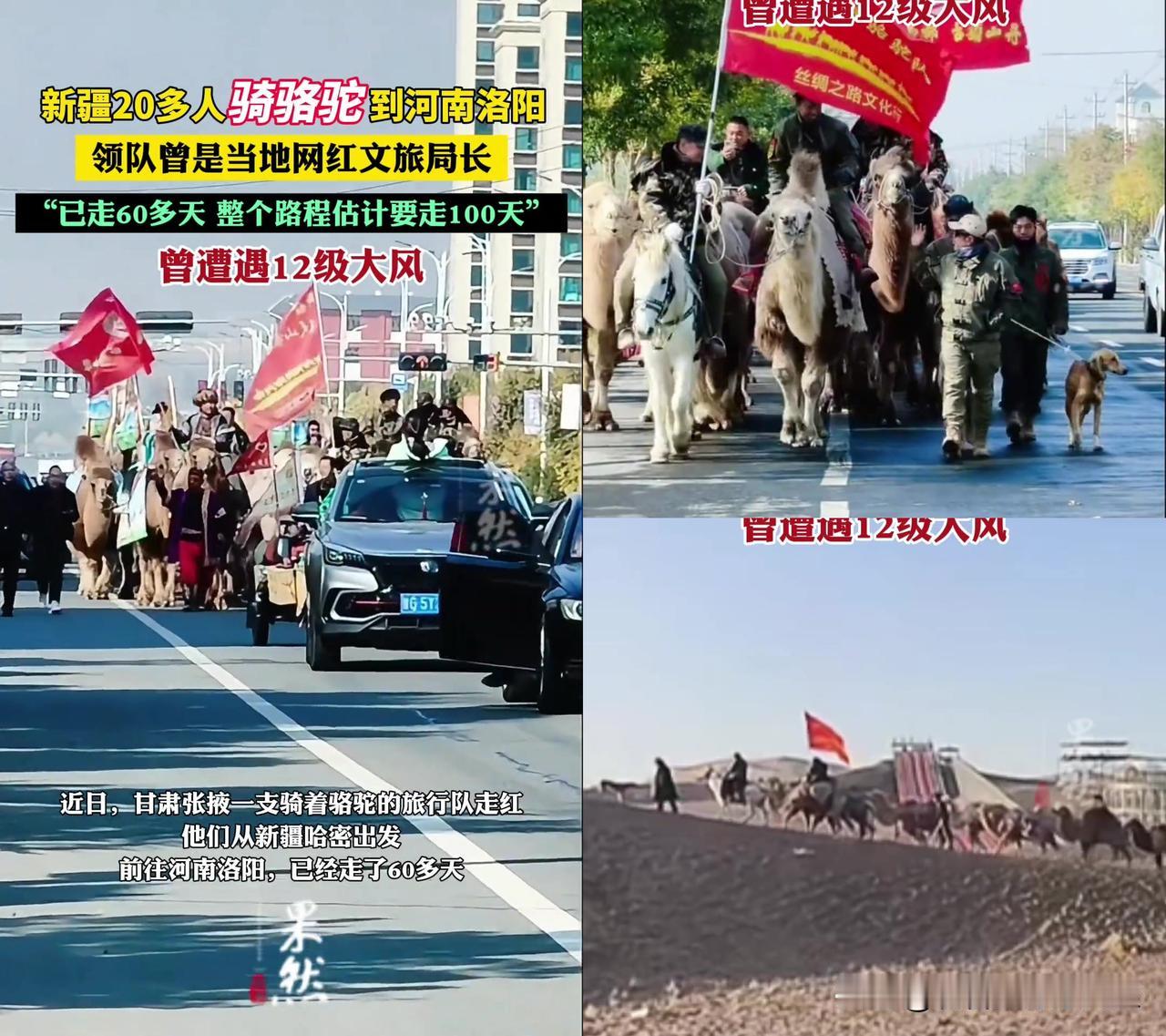 新疆人骑骆驼走60天到洛阳？这波操作我直接破防！

领队是前巴里坤文旅局长，