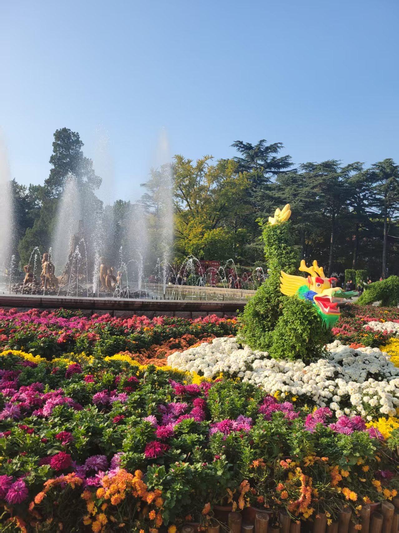 中山公园菊花展中山公园花海