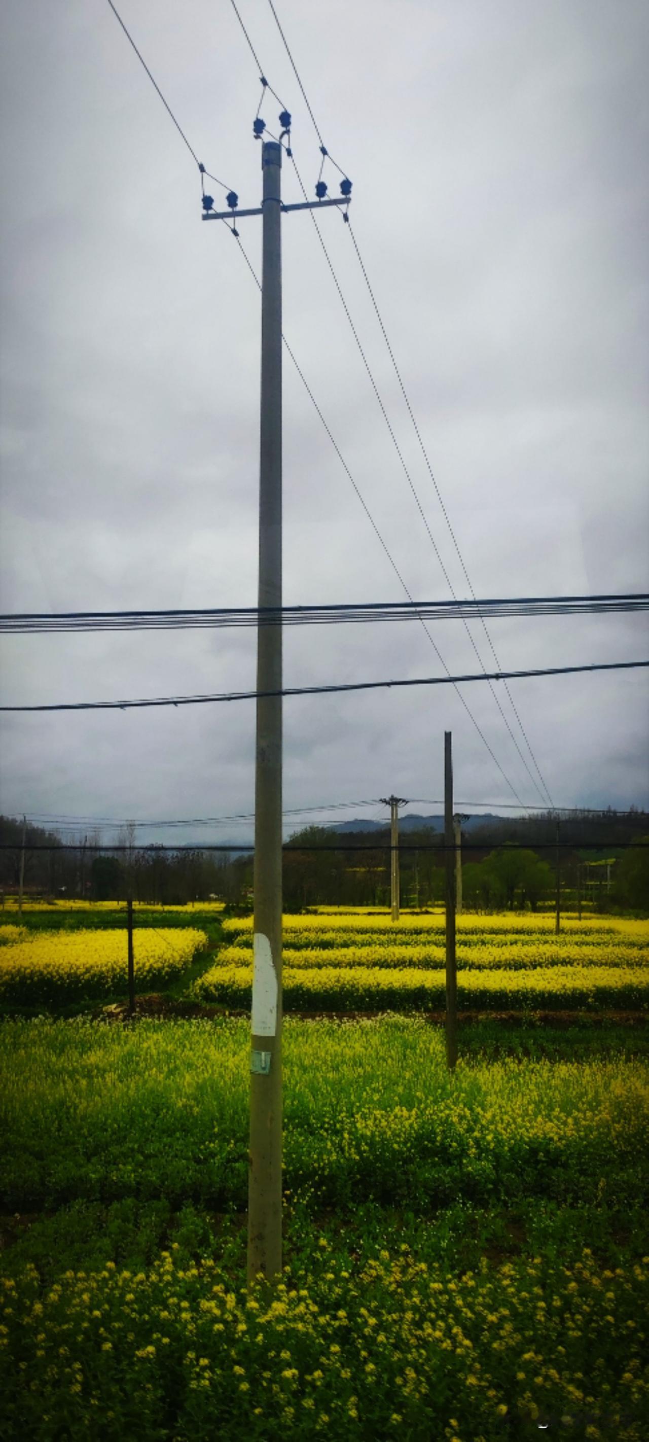 一连几日的雨水，春花越加热闹。一切花朵，要开的都开，要红的都红。再放眼一望，明黄