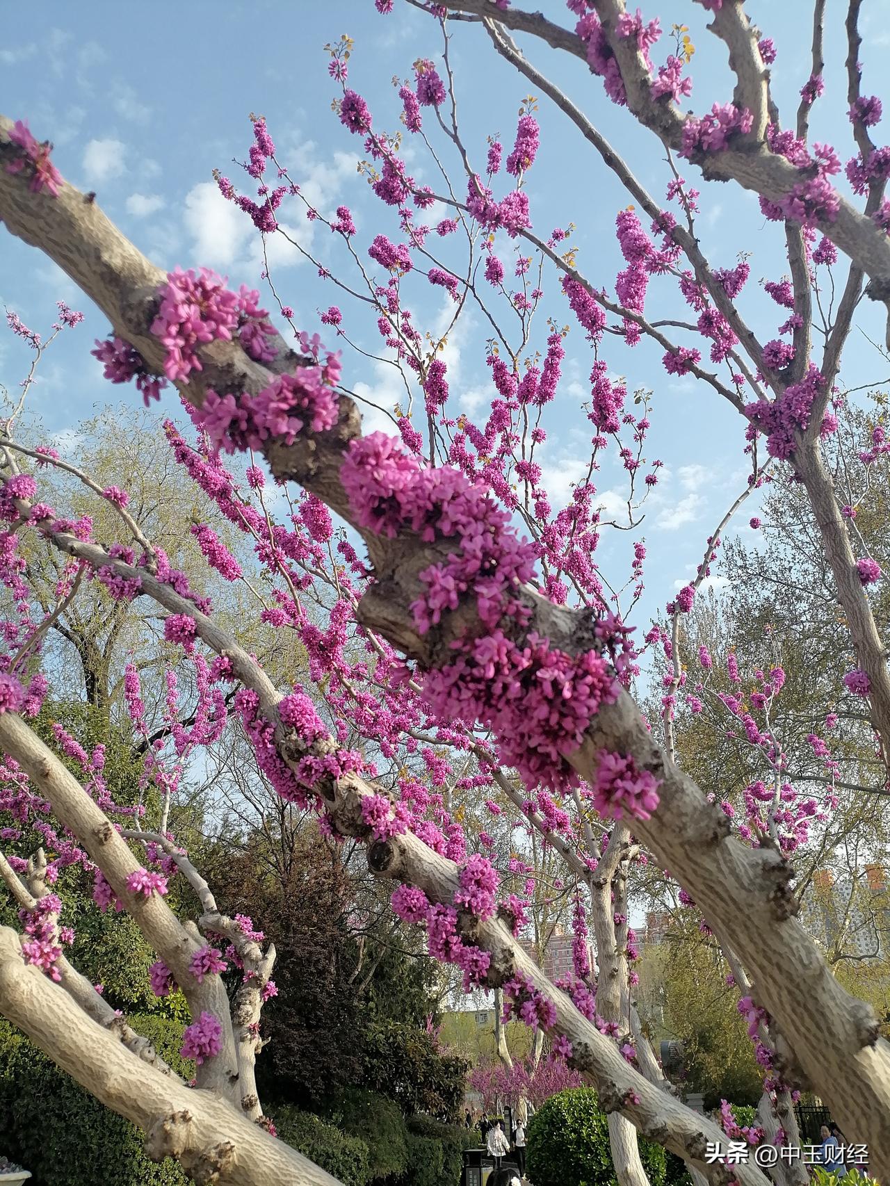 说句实话，以前没有好好的看紫荆花，这句话的神奇之处就在于，在树干上能直接开花！我