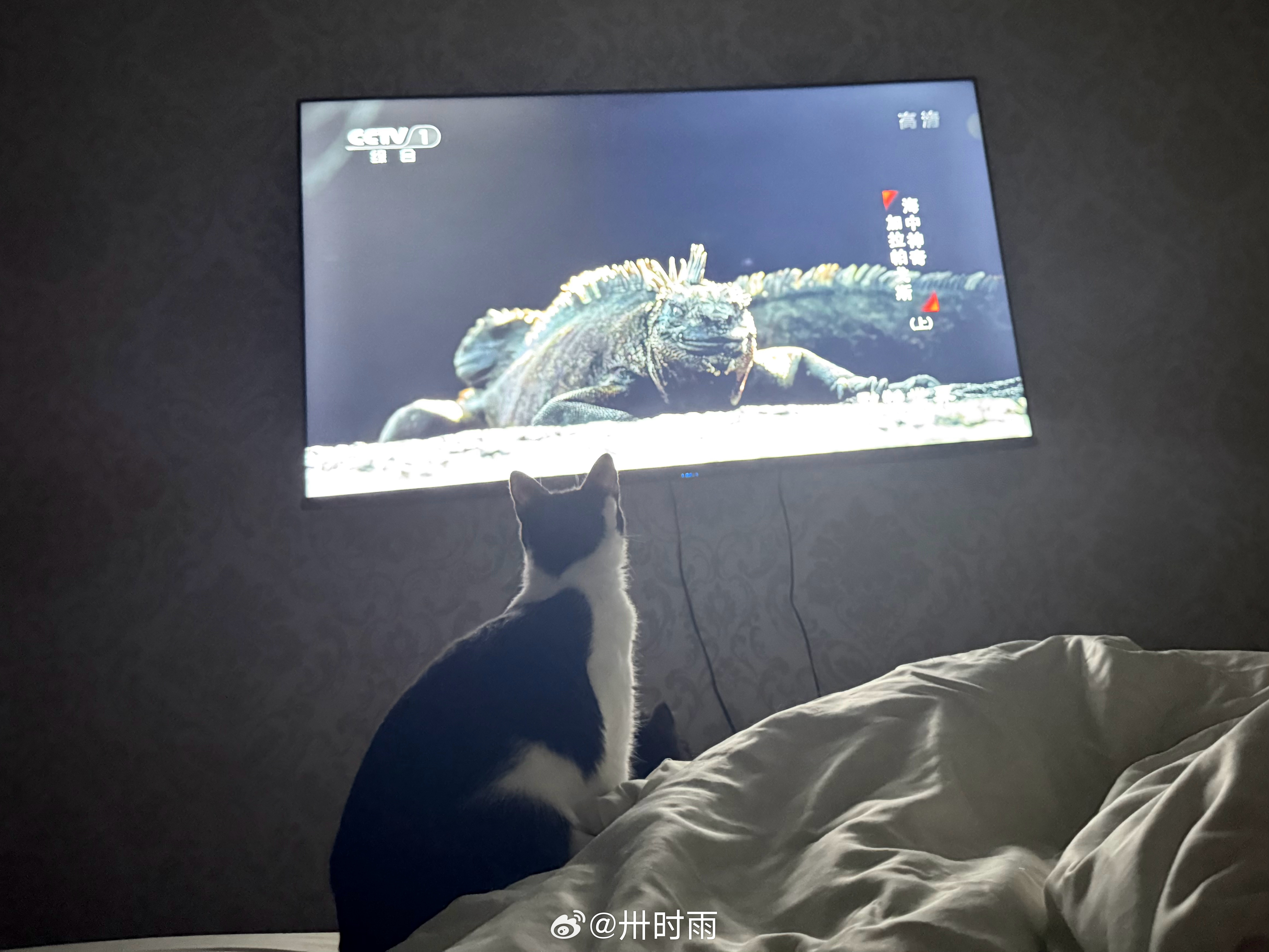 老七认真看电视 