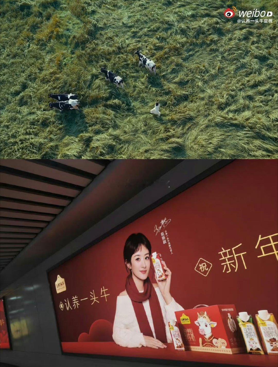 赵丽颖:认养一头牛地广已经开始铺上了还未官宣，排面就整上了 