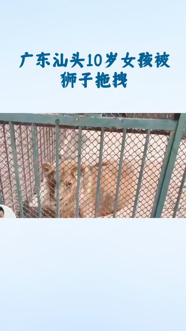 2月26日，广东汕头中山公园动物园发生一起惊险事件，女孩被狮子拖拽，园方迅速回应
