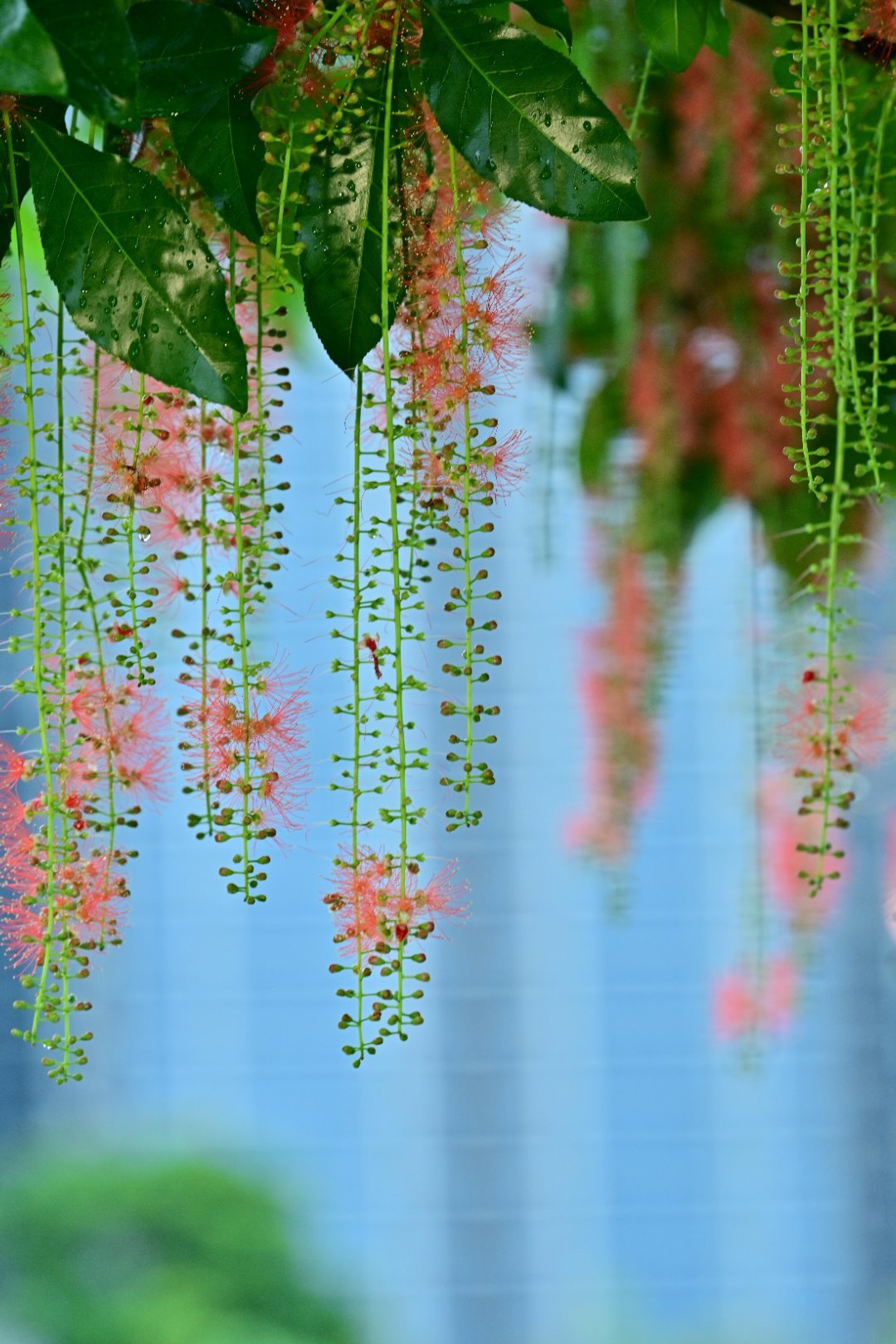 这是什么花 