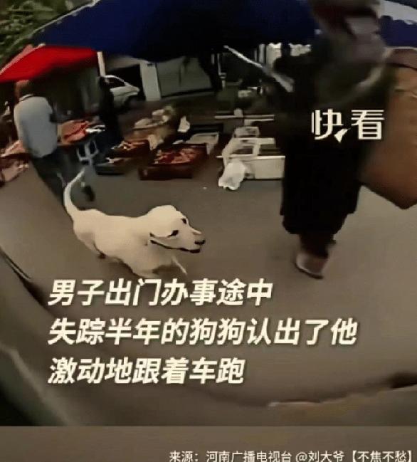 看哭了，重庆，一男子养的狗子在半年前走丢了，男子多番寻找无果后，以为再也见不到狗
