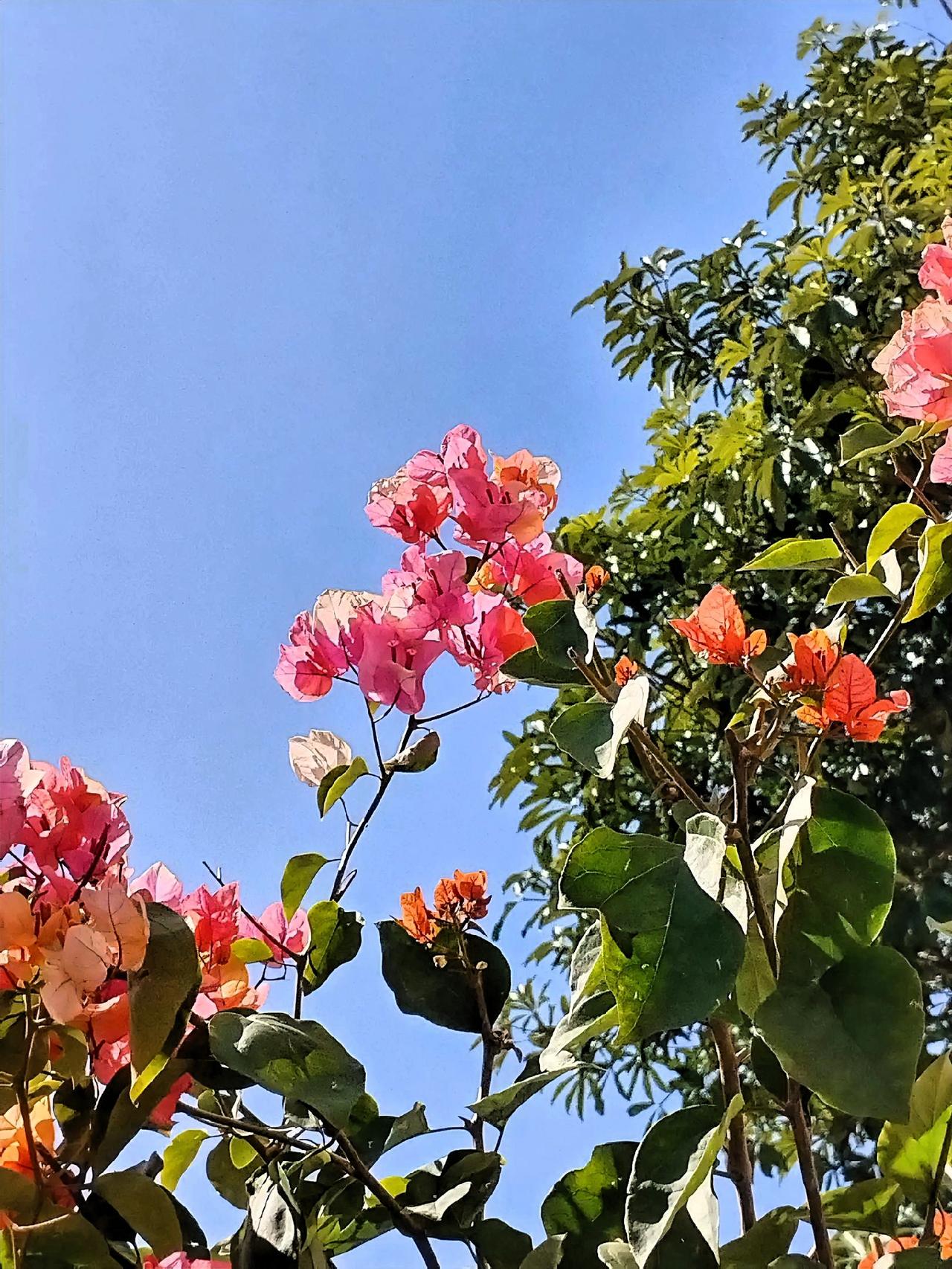 粉嫩的花朵在蓝天下绽放，生机勃勃！🌸🌞微风轻轻拂过，花朵微微摇曳，像是在和蓝