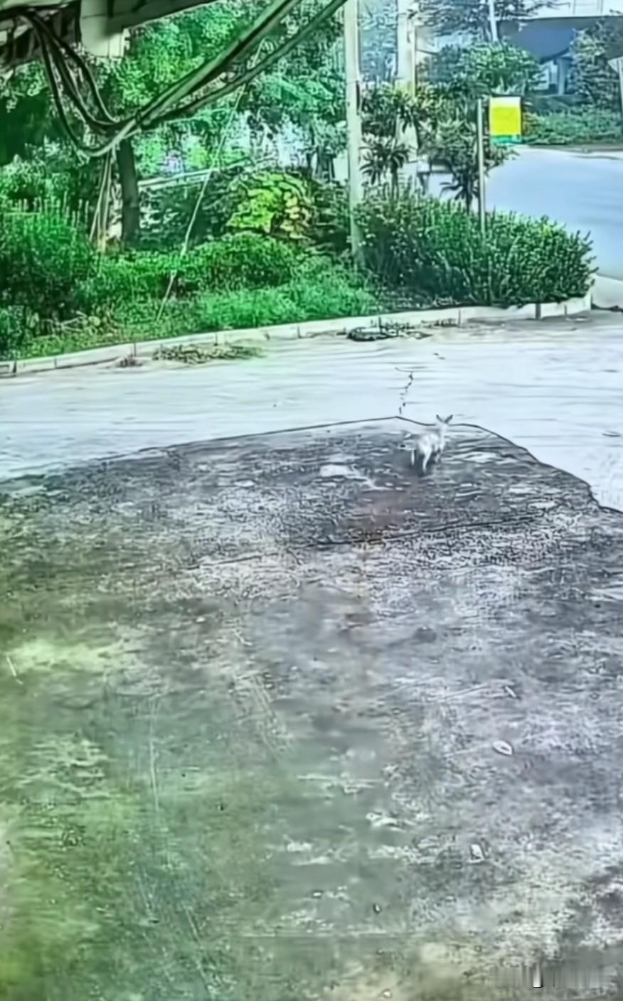 两只没拴绳的狗狗在马路上追逐玩耍，一前一后。恰好一辆三轮车和一辆电动车疾驰而过，
