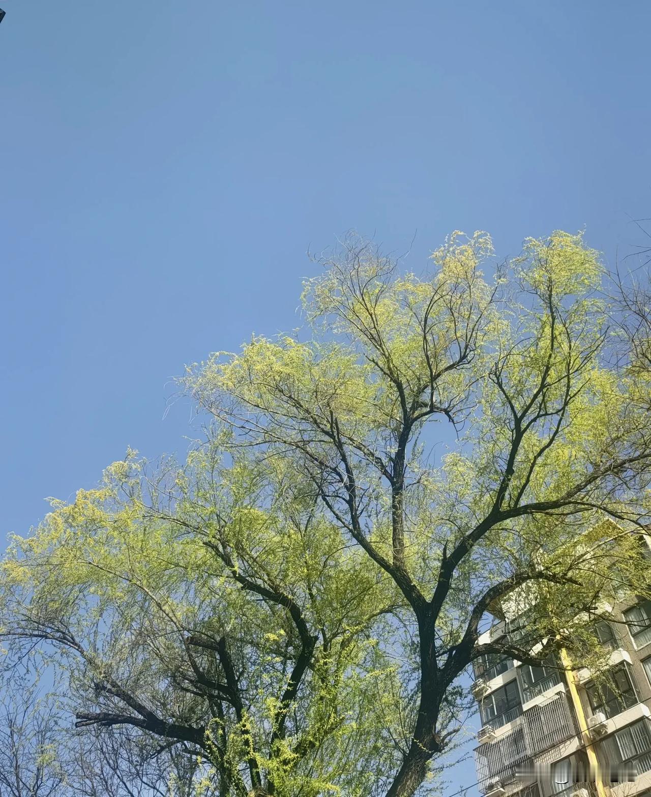 春风轻拂动涟漪，翠影翩翩闹柳堤。
归燕口衔乾坤意，惊蛰浅唱破春泥。
桃枝袅袅绽芳