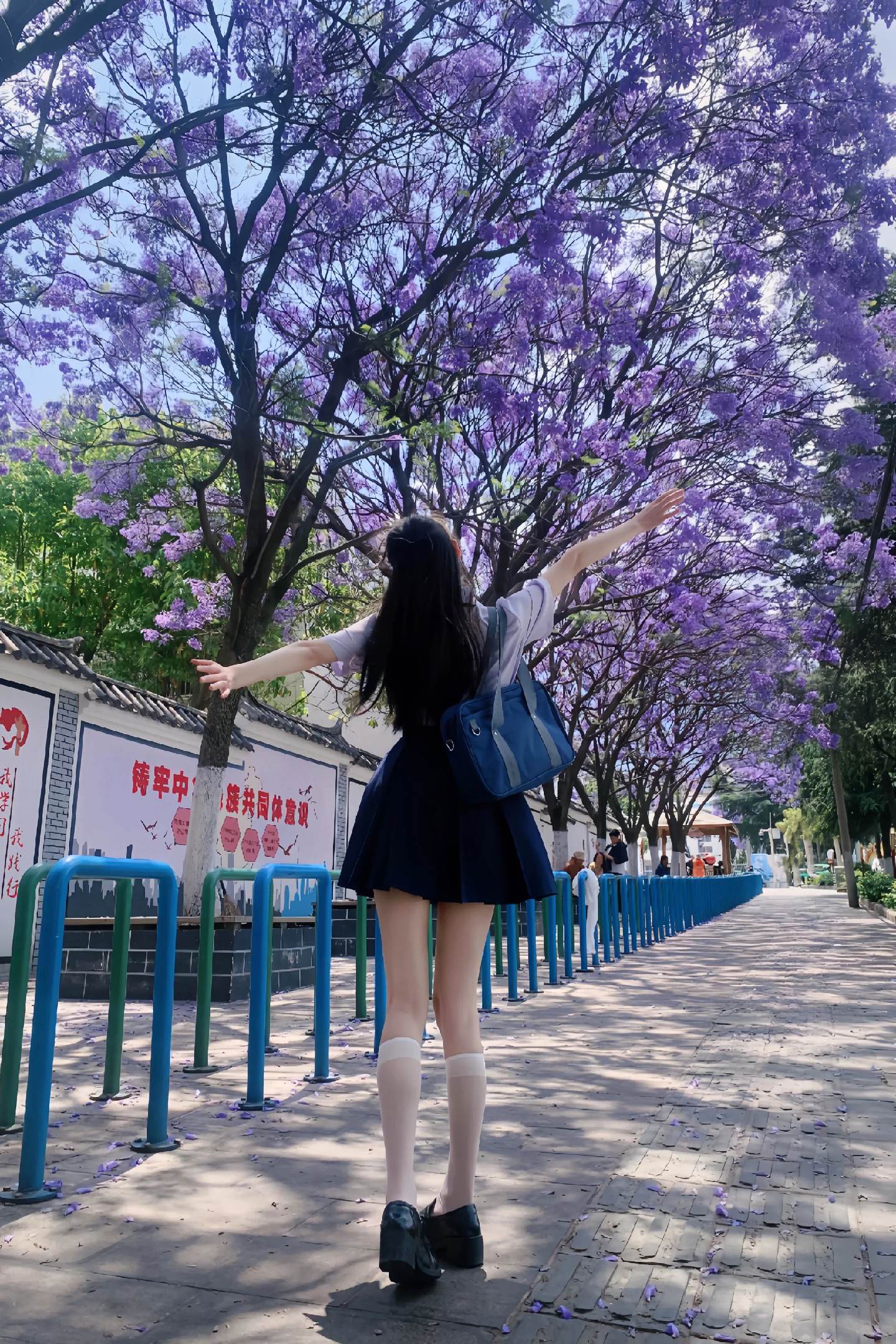 蓝楹花看了。