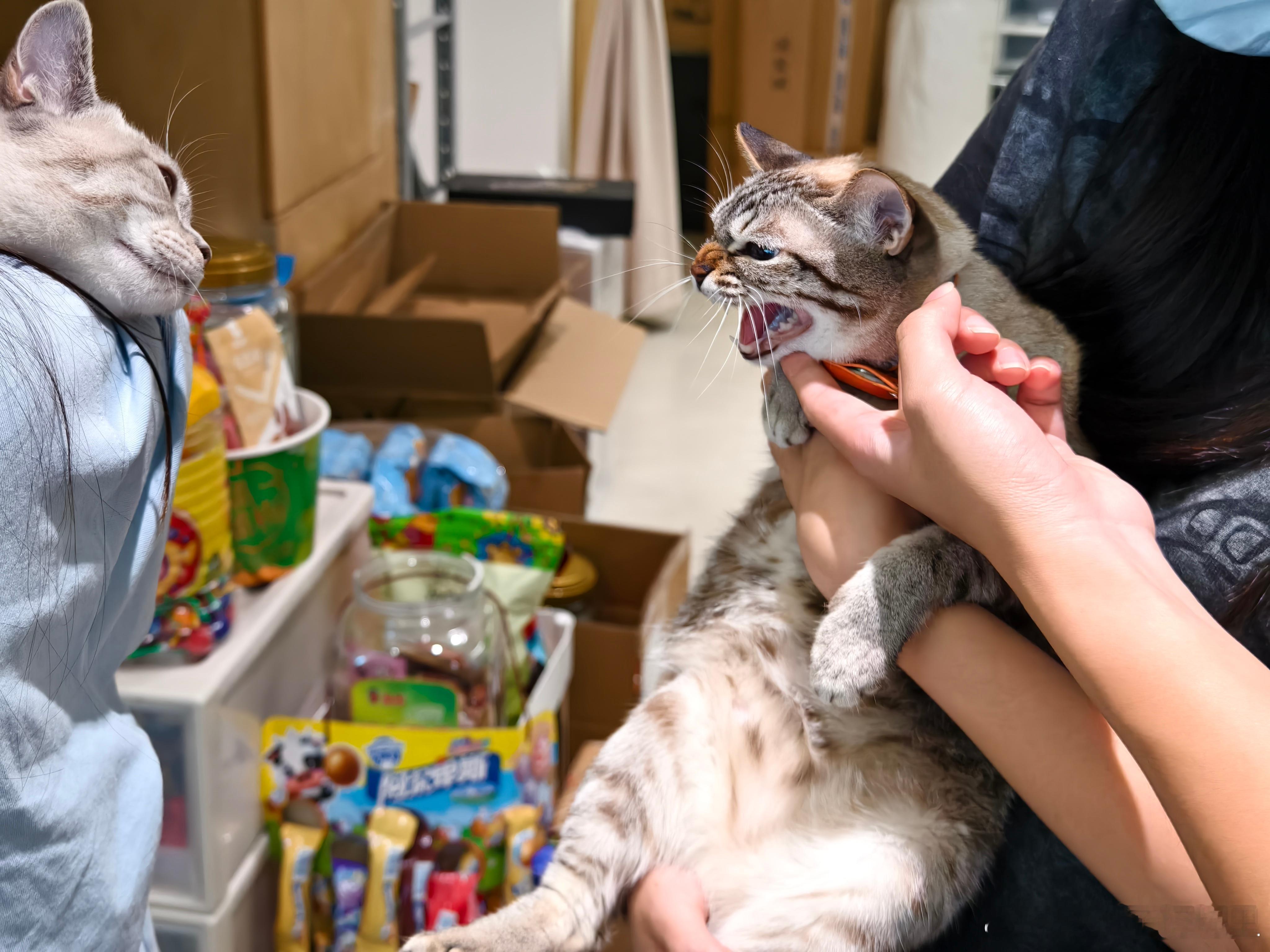 来了只和rengo小时候一样白的猫猫[喵喵] ​​​