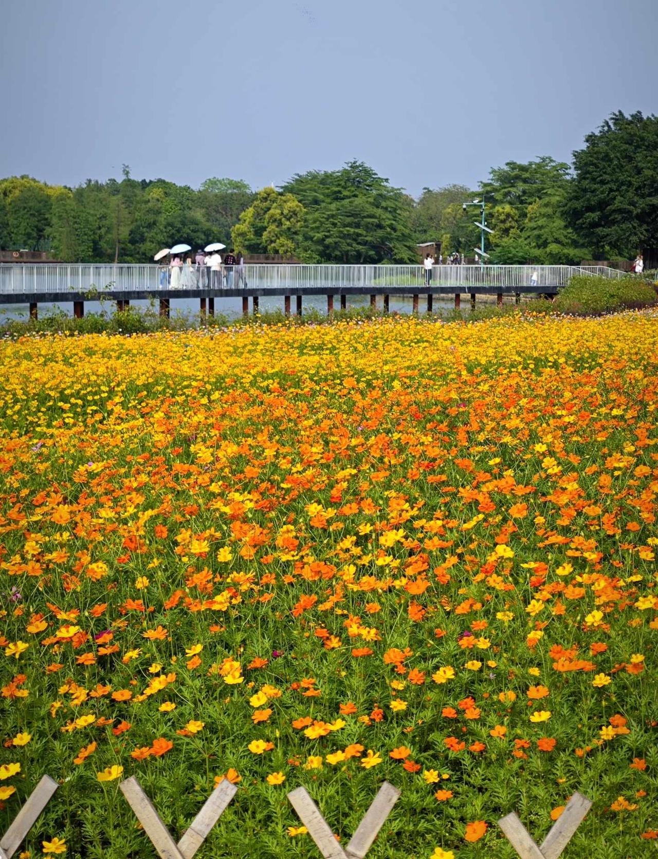 广州塔海珠湖最美三件套硫华菊开成金色海洋
湖光为镜，塔影为景，“广州三件套”与花