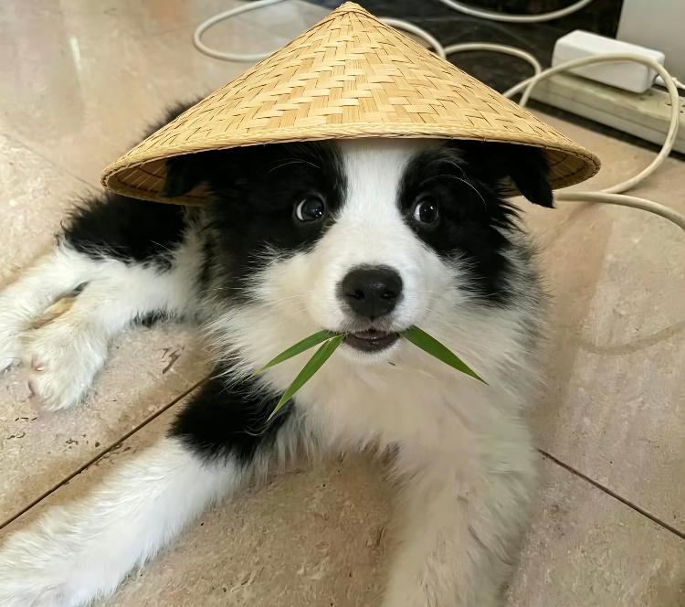 宋鼠标  如果你喜欢小狗，你就要喜欢小狗的脾气，小狗的尖牙，小狗幼稚，小狗粘人，