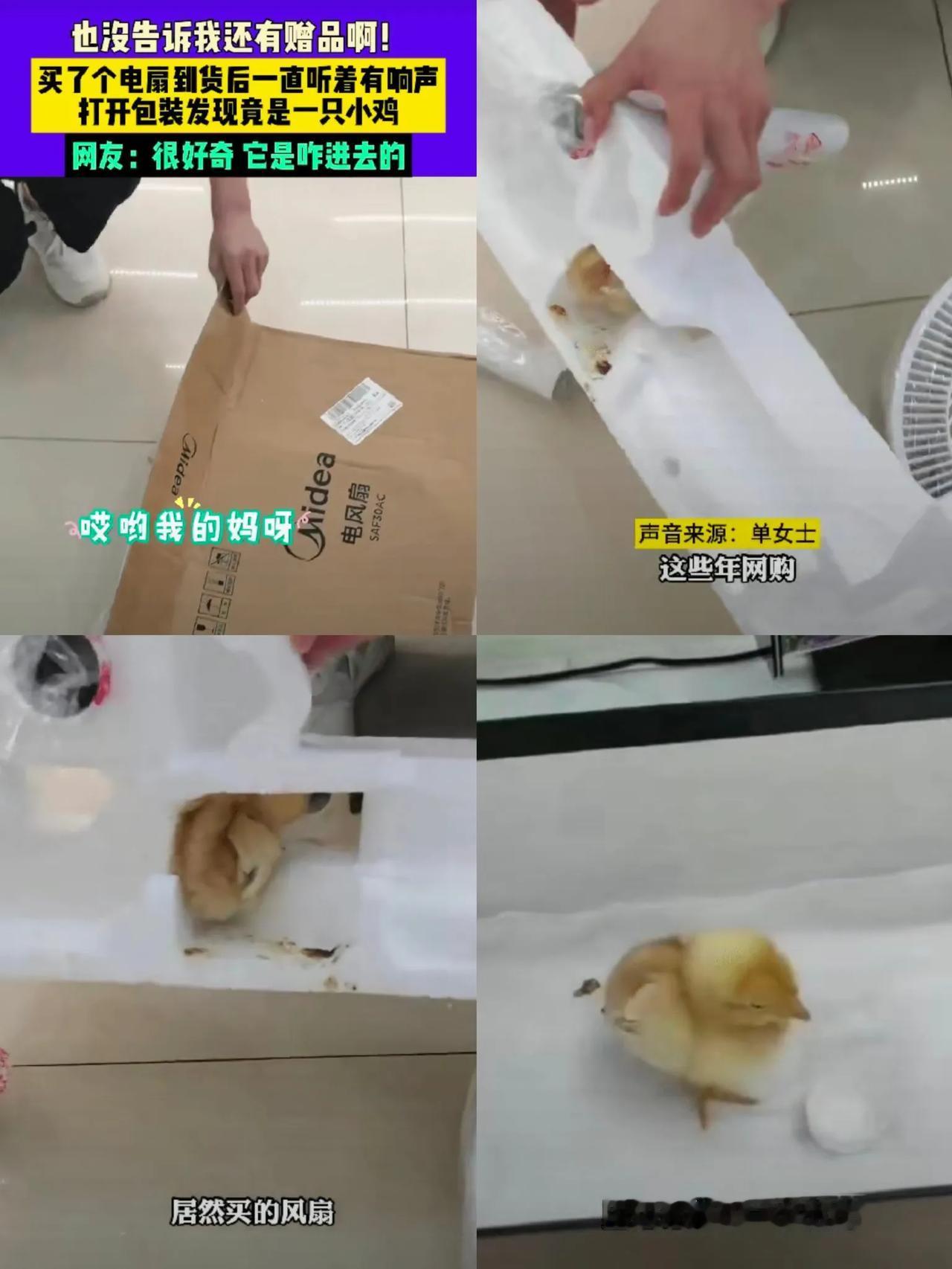 黑龙江一女子在网上网购了一台电风扇，风扇到货后，女子竟然听到快递里面有响声，万万