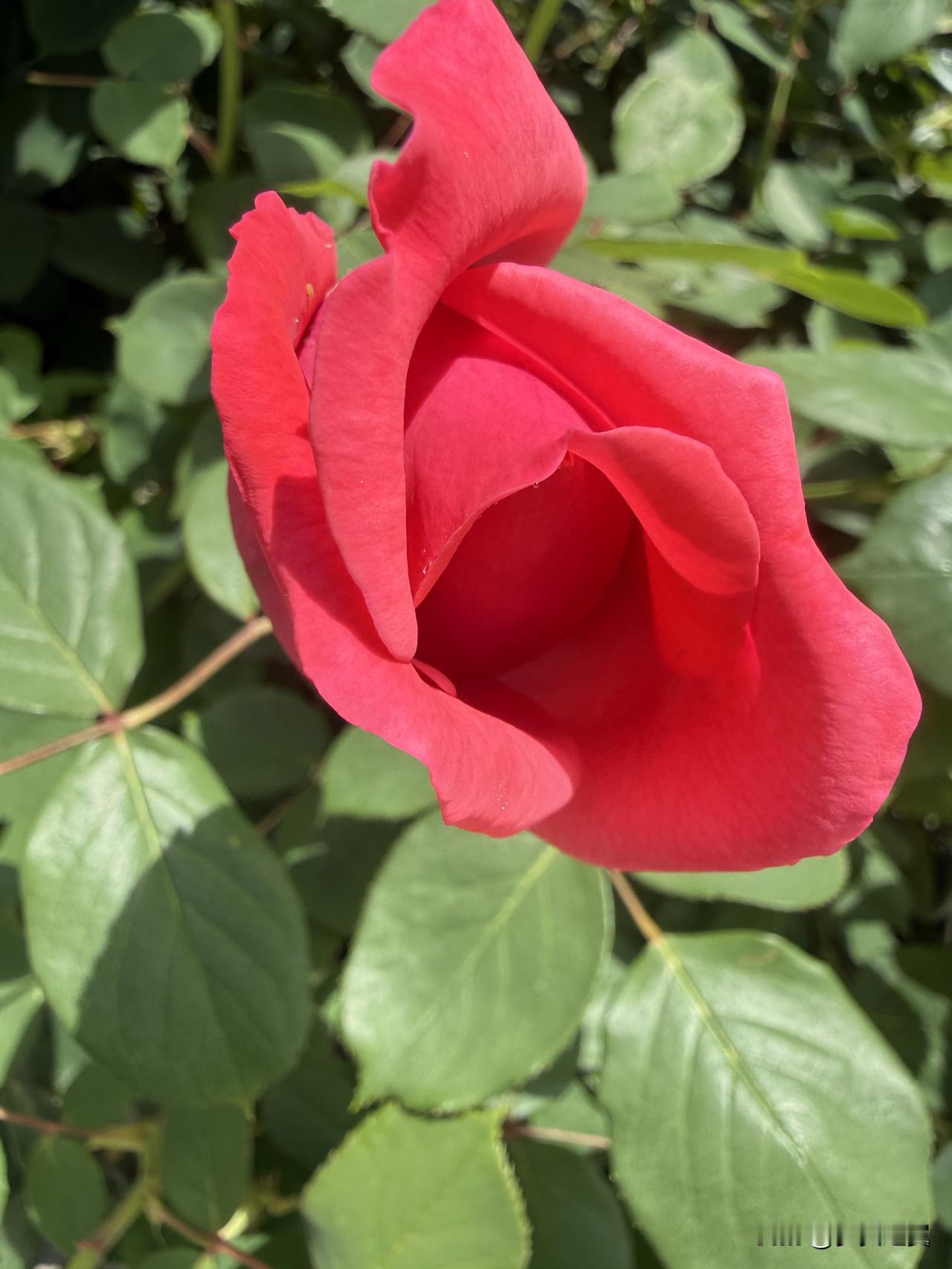 【小对联】
上：……？
下：正妻。