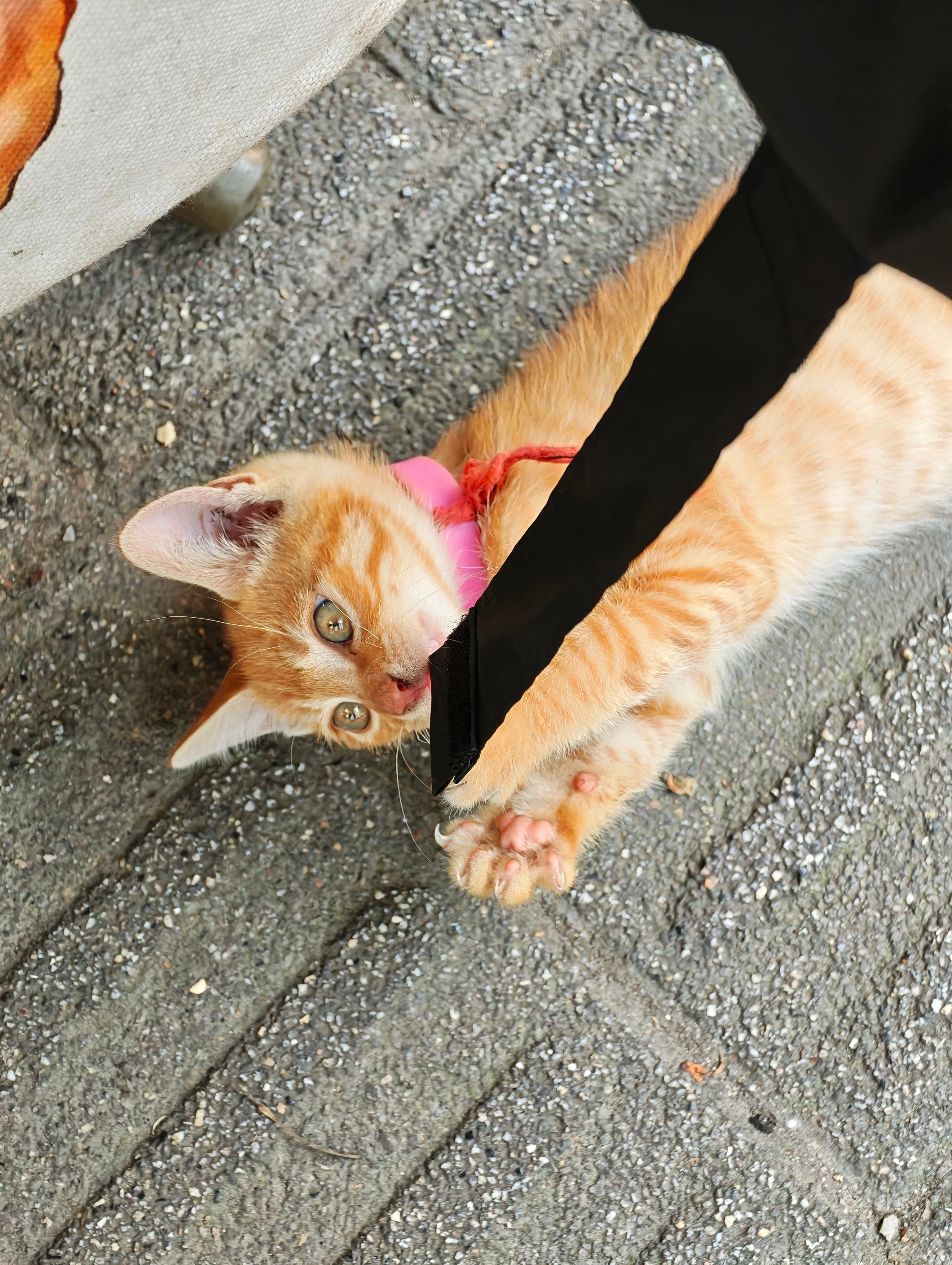 古德猫宁
