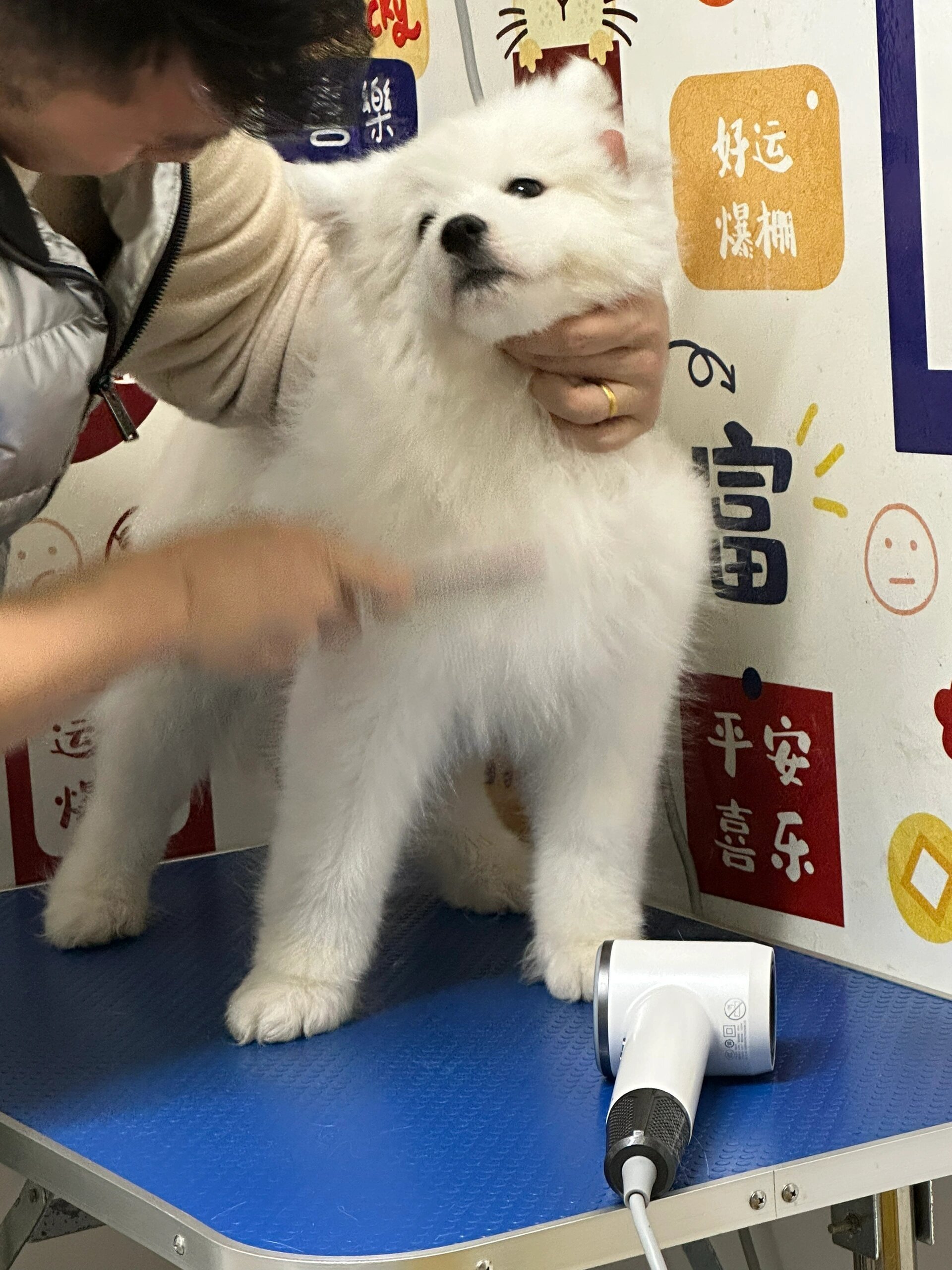 为了过年见亲戚，被迫理发的萨摩耶 