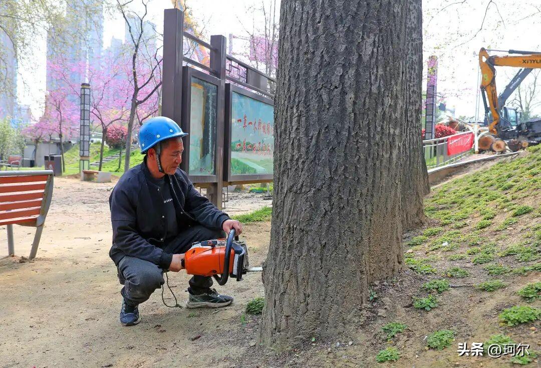 许昌对中心城区杨树集中砍伐！
从官网获悉，即日起，许昌对中心城区的杨树进行集中伐