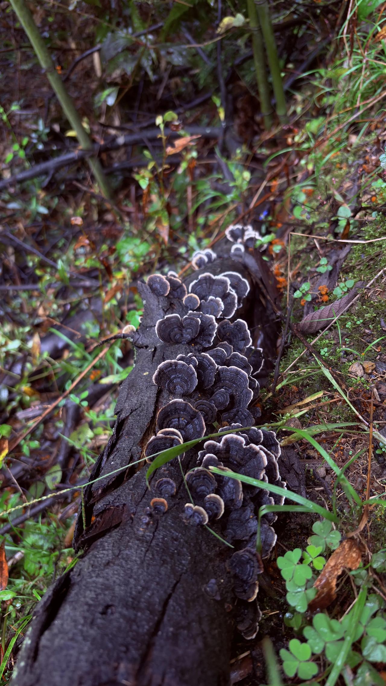 昨晚正好8点钟，想起给爸爸打个电话，问妈呢？爸爸说妈己睡了，让我大吃一惊，竟然这