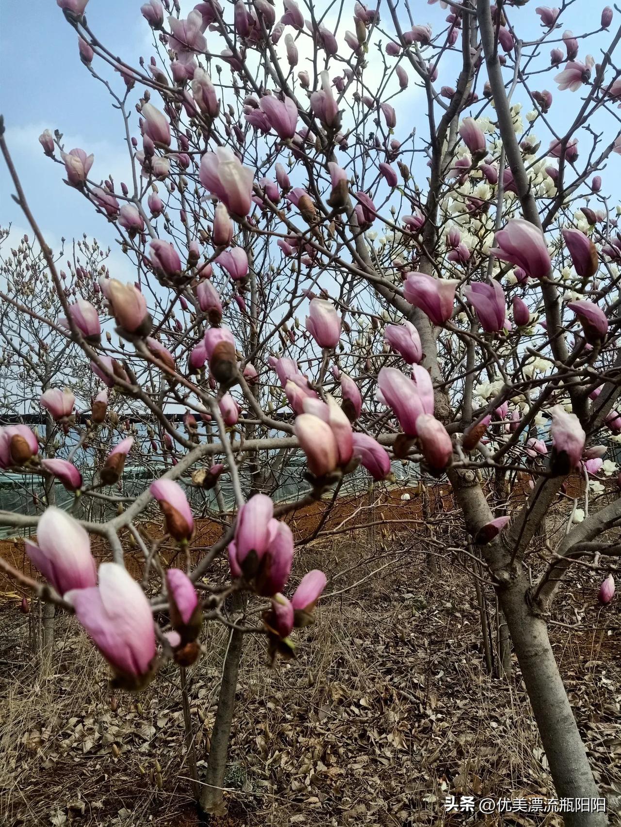 晒图笔记大赛玉兰花开，太美了哈！[呲牙]