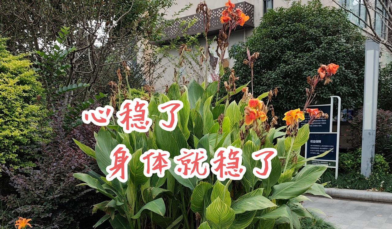 但愿是创作需要。
我是中晚期卵巢癌康复8年半了。我没有害怕过更没有过焦虑，像平常