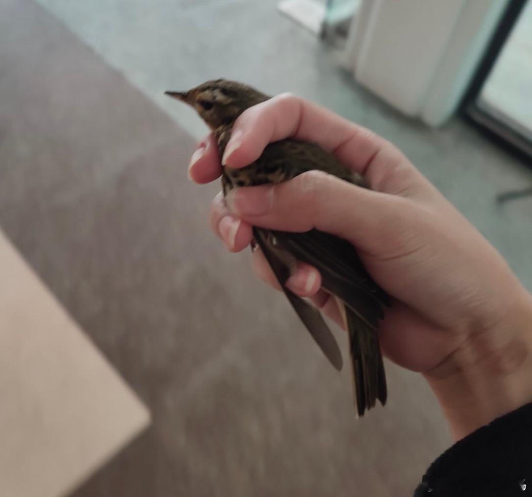 #鸟粉投稿# 飞食堂里的【树鹨liù】被小天才逮住后放飞～ ​​​