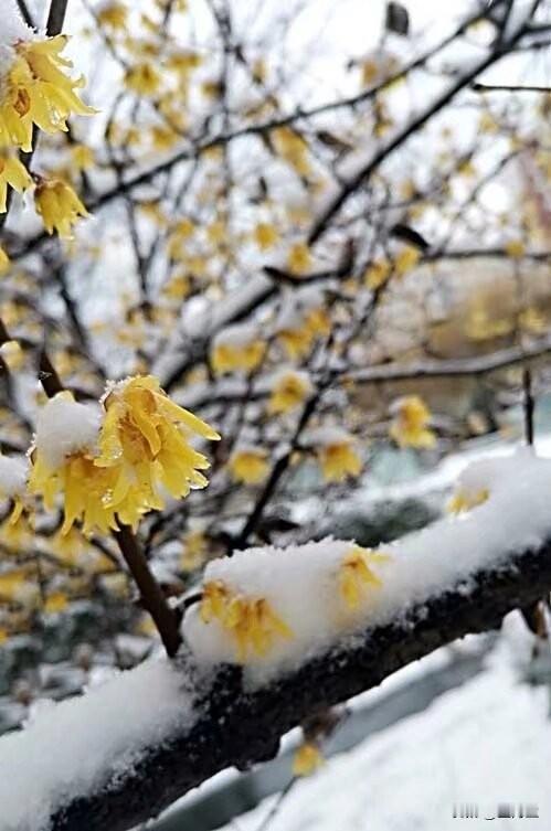 踏莎行·雪映腊梅
 
玉絮纷飞，
琼枝缀绣，
寒香暗度穿庭牖。
金英点点破霜痕，