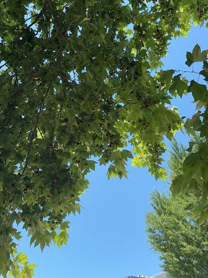 当然能分享！我想起之前看到拍客周诗国在北京友谊医院通州院区附近拍的天空美照。7月