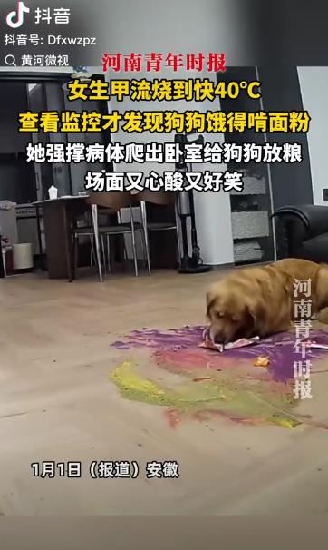 笑不活！安徽一女生甲流烧到快40度，在床上躺了一天，发现家里狗狗异常安静，查看监